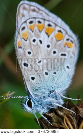 I Found An Maculinea Butterfly In My Garden. This Blue Butterfly Is Beautiful