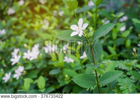 Beautiful Green Leaves Bush And Petite Starry Pure White Petals Of Snowflake Fragrant Flower Bloomin