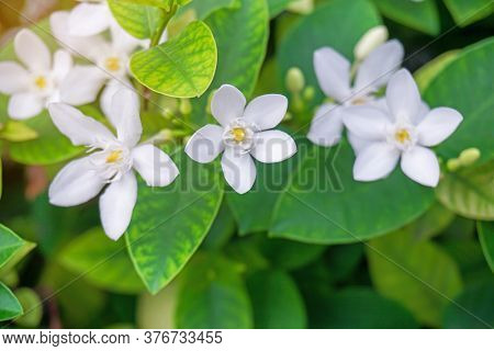 Beautiful Green Leaves Bush And Petite Starry Pure White Petals Of Snowflake Fragrant Flower Bloomin