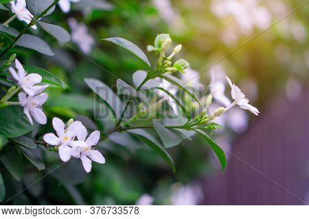Beautiful Green Leaves Bush And Petite Starry Pure White Petals Of Snowflake Fragrant Flower Blossom
