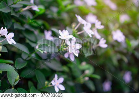 Beautiful Green Leaves Bush And Petite Starry Pure White Petals Of Snowflake Fragrant Flower Bloomin