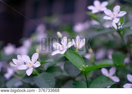 Beautiful Green Leaves Bush And Petite Starry Pure White Petals Of Snowflake Fragrant Flower Bloomin