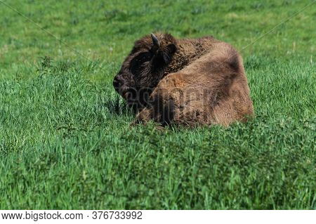 Bison In Glacial Wild Reserve In The Neander Valley In A Green Meadow