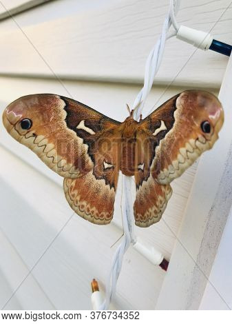 A 7am Visitor,  Big Beautiful Moth Just Relaxing In The Shade