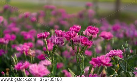 Field Of Beautiful Pink Petals Of Carnation Flower Blossom On Green Leaves In A Park, Blurred Backgr