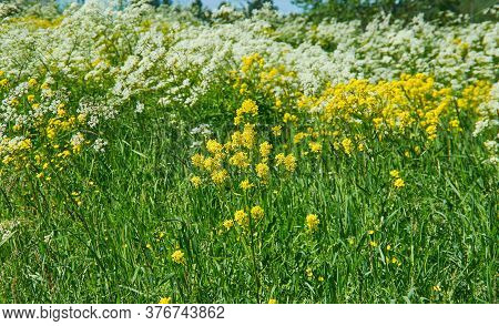 Barbarea Vulgaris - Yellow Rocketcress, Flowers In Spring, Selective Focus