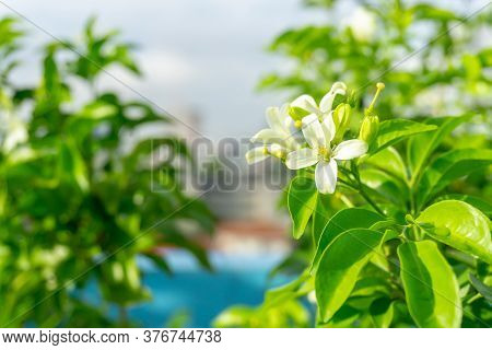 Prettyl White Pitals Of Orange Jessamine Blooming On Green Leaf Background Under Sunlight, Tropical 