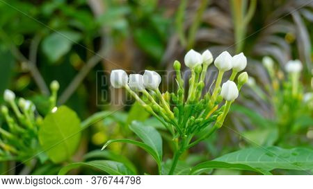 Bunches Of Pure White Petals Of Gardenia Crape Jasmine Flower On Greenery Leaves In Garden