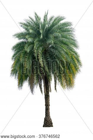 Single Phoenix Dates Palm Tree Isolated On White Background, Pinate Silver Leaf Of Palmae Plant Die 