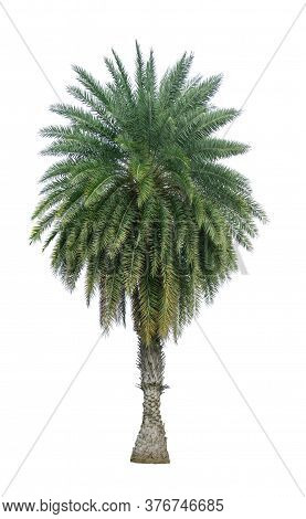 Single Phoenix Dates Palm Tree Isolated On White Background, Pinate Silver Leaf Of Palmae Plant Die 
