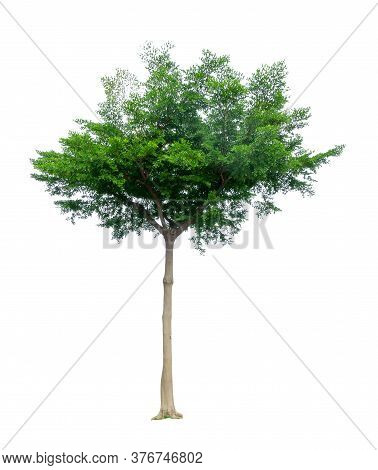 Single Tree Isolated, A Black Afara Trees, Known As Many Name Are Ivory Coast Almond, Idigbo, Framir