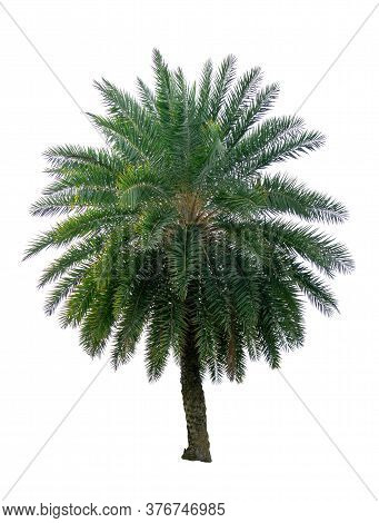 Single Phoenix Dates Palm Tree Isolated On White Background, Pinate Silver Leaf Of Palmae Plant Die 