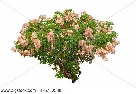 Dona Flower Plant Isolated On White Background, Green Leaves Shrub Di Cut With Clipping Path