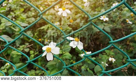 Tiny Flower Blosoom Under Sunlight, Pure White Petals And Yellow Pistil Blomming On Green Leaves Pla