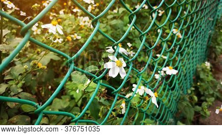 Tiny Flower Blosoom Under Sunlight, Pure White Petals And Yellow Pistil Blomming On Green Leaves Pla