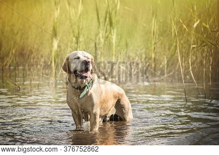 The Dog Labrador Stands In The Water With His Eyes Closed.
