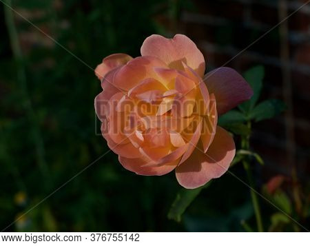 Beautiful Apricot Coloured Rose Against Soft Dark Background With Copy Space