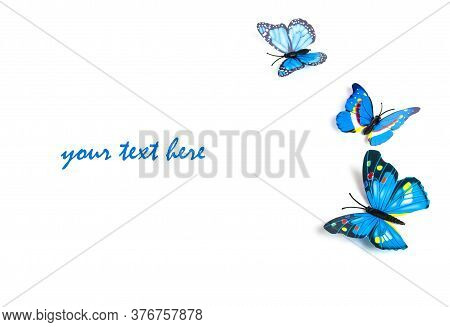 Blue Butterflies Isolated On White Background. Text