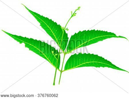 Neem Green Leaves And Flowers On White Background, Neem Leaf For Ayurveda,