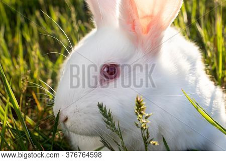 The Pannon White Rabbit Sits On The Green Grass. Meat Large Broiler Bunny.