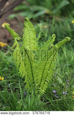 Light Green Light Green Fresh Fern Young Bush In Spring