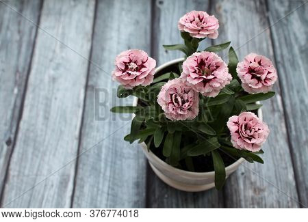 Pink Garden Carnation In A White Planter On A Wooden Gray Background. The Concept Of Growing Plants 