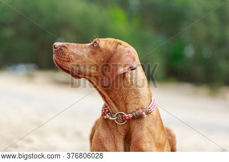 Portrait Of A Young Magyar Viszla Dog
