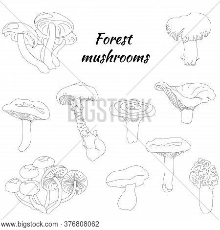 Set Of Forest Mushrooms. Contour Black And White Sketch. Pale Grebe, Morel, Chanterelle, Honey Agari