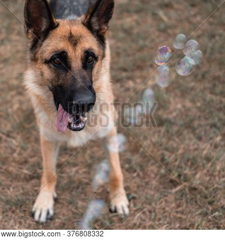 A German Shepherd Plays With Soap Bubbles. The Dog Catches Soap Bubbles With Its Mouth, Games With T