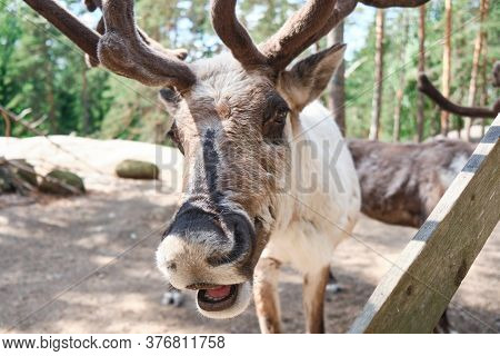 Espoo, Finland - June 27, 2020: Reindeer In Nuuksio Reindeer Park.