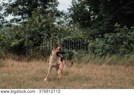 A German Shepherd Plays With Soap Bubbles. The Dog Catches Soap Bubbles With Its Mouth, Games With T