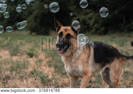 A German Shepherd Plays With Soap Bubbles. The Dog Catches Soap Bubbles With Its Mouth, Games With T