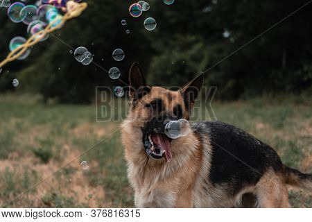 A German Shepherd Plays With Soap Bubbles. The Dog Catches Soap Bubbles With Its Mouth, Games With T