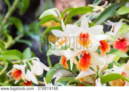 White And Orange Orchids Flower On A Leaf And Flower Blured Background.orchid Flowers Taken At An Ex