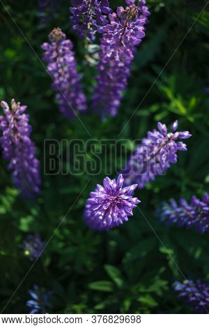 Lupinus Field With Pink Purple, Blue And Violet Flowers. Lupinus Meadow.  Top View.
