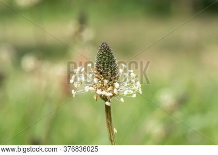 Narrowleaf Plantain (plantago Lanceolata)