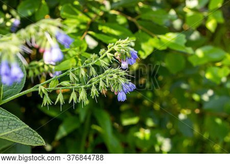 Fresh Blue Brunnera Blossoming Flowers On Green Leaves Background In The Garden In Spring.