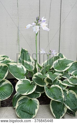 Blooming Patriot Hosta Plantain Lily