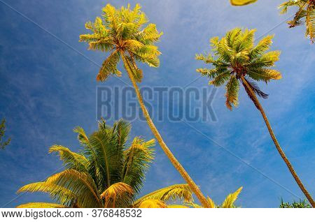 Palm Trees Deep Blue Sky French Polynesia