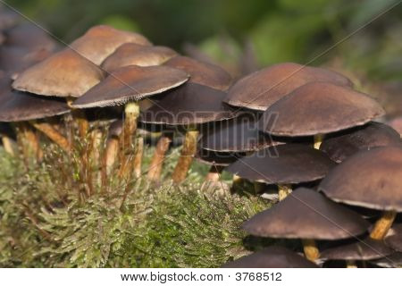 Mushrooms On Forest Floor