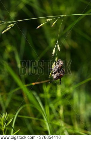 Two Green June Beetles (cotinis Nitida) Are Mating On A Herb In Summer. Concept On The Topic Of Love