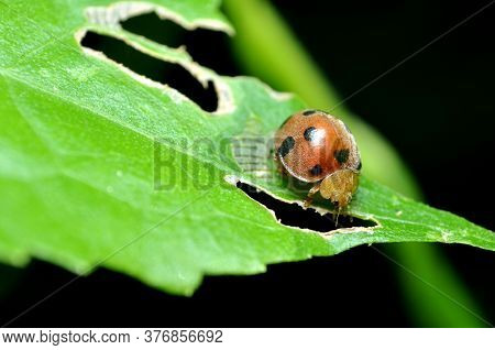 Nature Closeup Of  Ladybugs In Green Leaves
