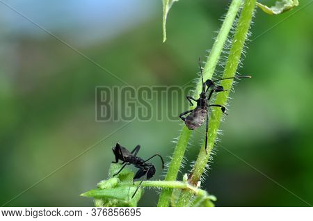 The Young Squash Bug Anasa Tristis On Leaf