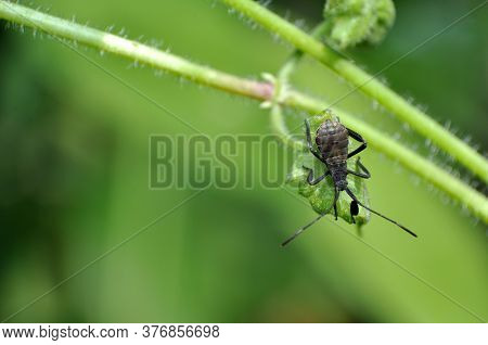 The Young Squash Bug Anasa Tristis On Little Green Leaf
