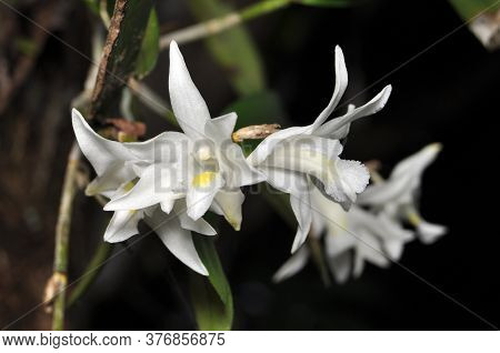 Nature White Dendrobium Crumenatum Or Pigeon Orchid In Garden