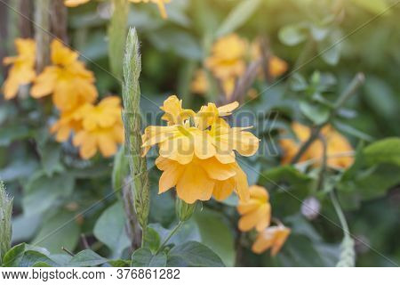 Crossandra Infundibuliformis Or Firecracker Flower Bloom With Sunlight In The Garden On Blur Nature 