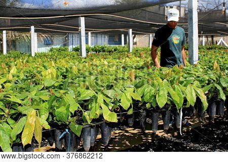 Itamaraju, Bahia / Brazil - September 4, 2008: Nursery Of Cocoa Seedlings Resistant To Brucha Broom 
