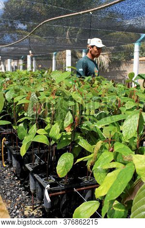 Itamaraju, Bahia / Brazil - September 4, 2008: Nursery Of Cocoa Seedlings Resistant To Brucha Broom 