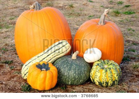 Dýně a Squash v oboru
