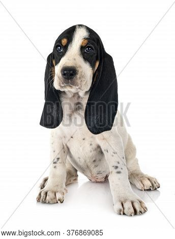 Puppy Bernese Schweizer Laufhund In Front Of White Background